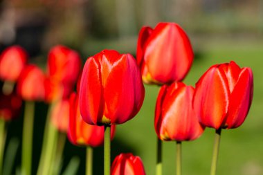 Bahçede açan kırmızı lalelerin güzel bahar çiçekleri, yakın.