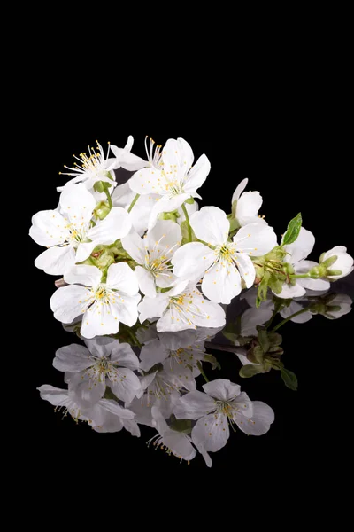 Fiore Melo Isolato Sfondo Nero Vicino Fiori Bianchi Delicati Primavera — Foto Stock