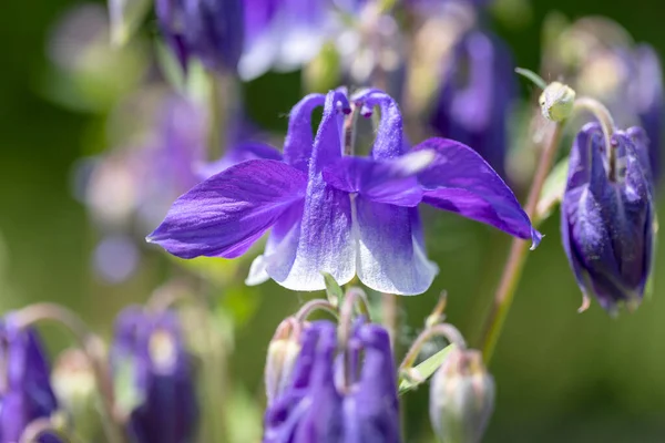Gyönyörű Virág Lila Színű Aquilegia Vulgaris Virágzik Kertben Közelről — Stock Fotó