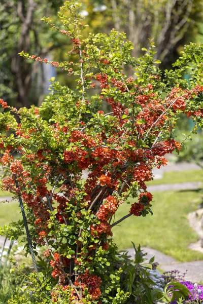 Rode Bloemen Van Bloeiende Struik Van Kweepeer Tuin Lente — Stockfoto