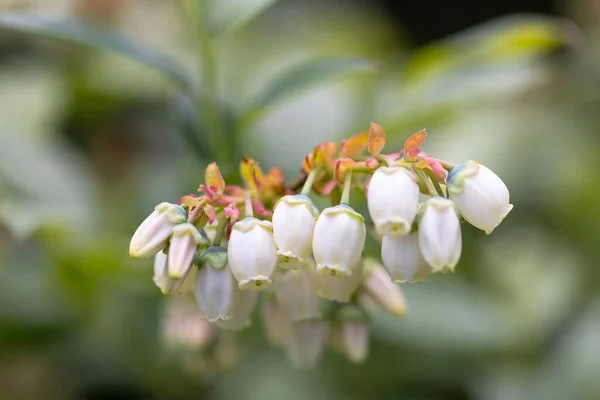 庭の開花北のハイブッシュブルーベリーブッシュの白い花 クローズアップ — ストック写真