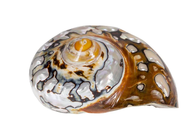 Single Pearly Snail Sea Shell Turbo Sarmaticus Also Known South — Stock Photo, Image
