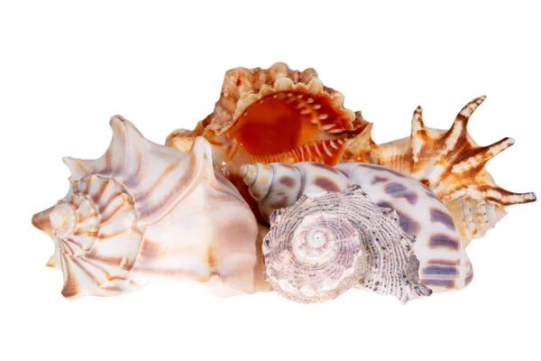 Group Various Sea Shells Isolated White Background Close — Stock Photo, Image