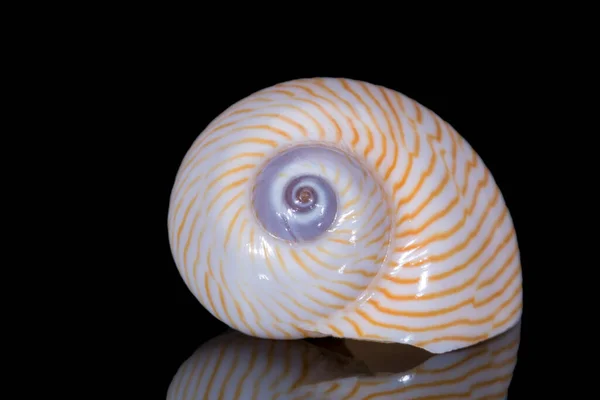 Sea Shell Marine Snail Isolated Black Background Mirror Reflection — Stock Photo, Image
