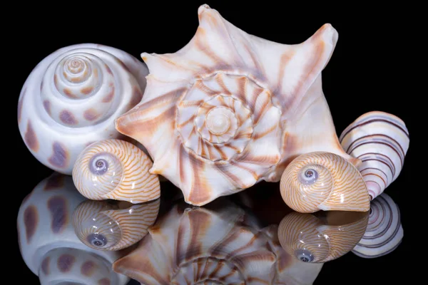 Groupe Coquillages Isolés Sur Fond Noir Miroir Réfléchissant — Photo