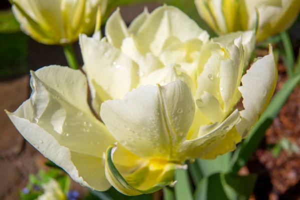 Lkbaharın Güzel Çiçeği Yaprakların Üzerine Yağmur Damlaları Damlayan Beyaz Lale — Stok fotoğraf