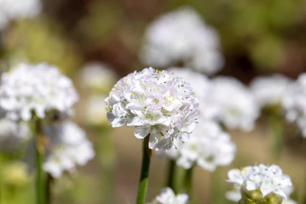 Beautiful White Spring Flowers Armeria Blooming Garden Close — Stock Photo, Image