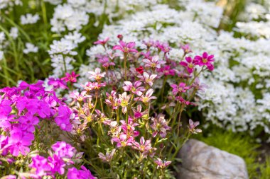 Güzel rengarenk bahar kayalık bahçesi, çiçek açan çiçekler.