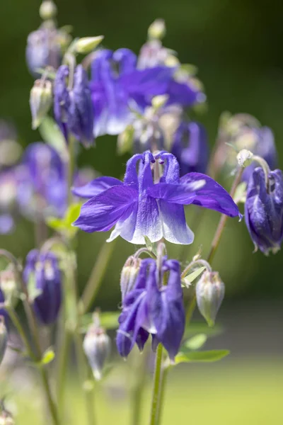 Beautiful Flower Violet Color Aquilegia Vulgaris Blooming Garden Close — Stock Photo, Image