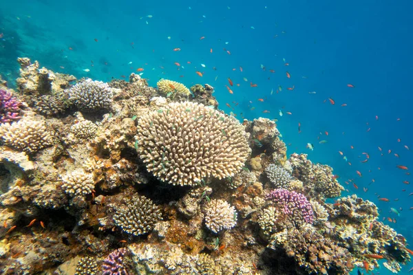 热带海底沙滩上色彩斑斓 风景如画的珊瑚礁 绿色铬色鱼类的硬珊瑚 水下景观 — 图库照片
