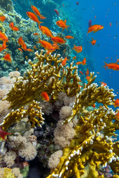 Färgglada Pittoreska Korallrev Botten Tropiska Havet Gul Eld Korall Exotiska — Stockfoto