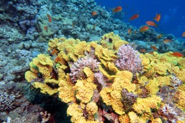 Tropikal denizin dibindeki renkli mercan resifi, sarı salata mercanı (türbinaria mezsenterina) ve sualtı manzarası Anthias (Anthias)