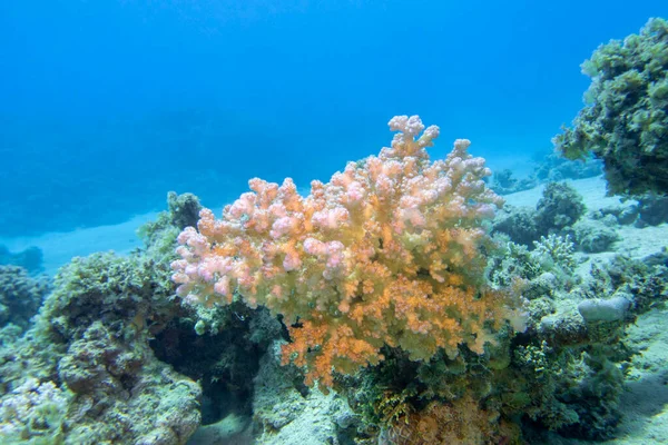 Colorful Picturesque Coral Reef Bottom Tropical Sea Cauliflower Coral Underwater — Stock Photo, Image