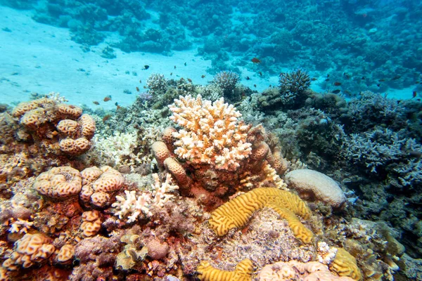 Färgglada Pittoreska Korallrev Botten Tropiska Havet Hårda Koraller Och Sandbotten — Stockfoto