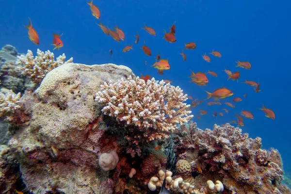 다채롭고 그림같은 산호초 물고기가 — 스톡 사진