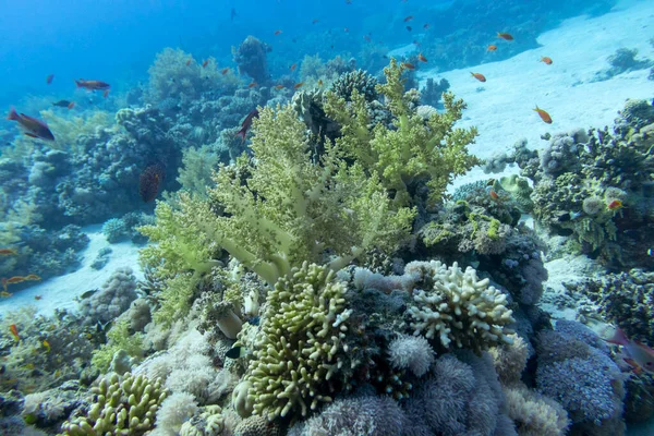 Colorido Arrecife Coral Fondo Del Mar Tropical Brócoli Amarillo Coral — Foto de Stock