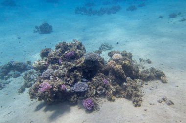 Tropikal denizin kumlu dibindeki renkli mercan resifleri, sert mercanlar, sualtı manzaraları.