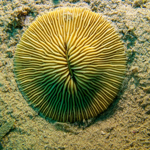 Underwater Landscape Beautiful Stony Coral Fungia Bottom Tropical Sea Coral — Stockfoto