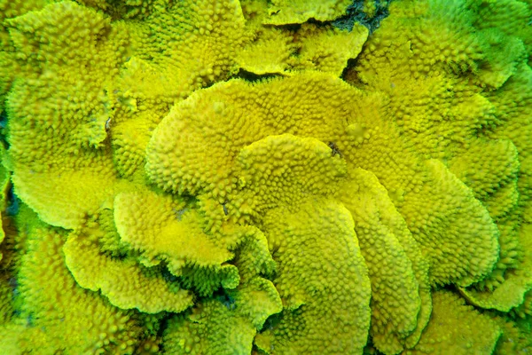 热带海底色彩斑斓 风景如画的珊瑚礁 黄色色拉珊瑚 Turbinaria Mesenterina 水下景观 — 图库照片