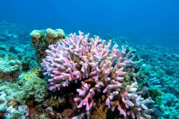 Colorful Coral Reef Bottom Tropical Sea Pink Finger Coral Underwater — Stock Photo, Image