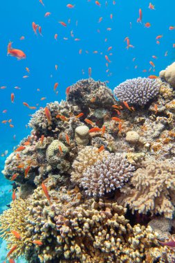 Tropikal denizin dibindeki renkli mercan resifleri, Anthias balıklı sert mercanlar, sualtı manzarası.