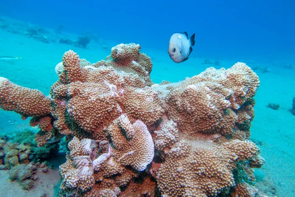 Colorful Picturesque Coral Reef Bottom Tropical Sea Hard Corals Dascylus — Stockfoto