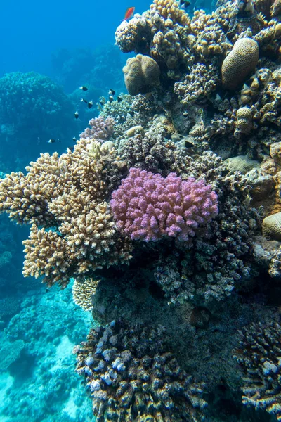 Colorful Picturesque Coral Reef Bottom Tropical Sea Hard Corals Underwater — Photo