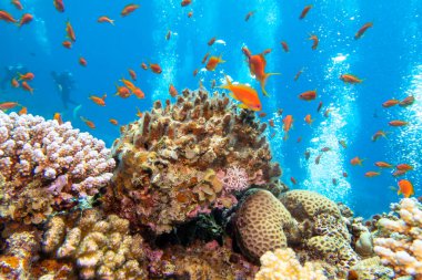 Colorful, picturesque coral reef at the bottom of tropical sea, hard corals and exotic fishes anthias, underwater landscape