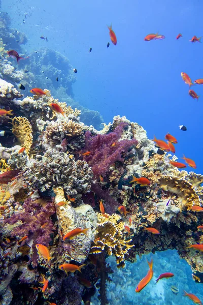 Colorful Picturesque Coral Reef Bottom Tropical Sea Hard Corals Exotic — Stock fotografie