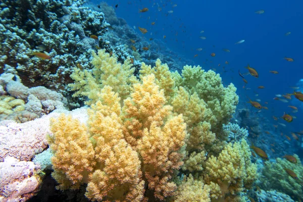 Colorful Picturesque Coral Reef Bottom Tropical Sea Yellow Broccoli Coral — Fotografia de Stock