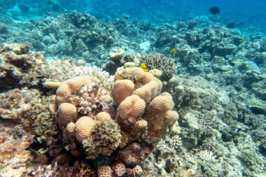 Tropikal denizin dibindeki renkli mercan resifleri, sert mercanlar, sualtı manzaraları.