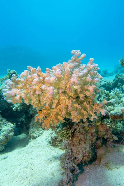 热带海底多彩的 风景如画的珊瑚礁 花椰菜珊瑚 水下景观 — 图库照片