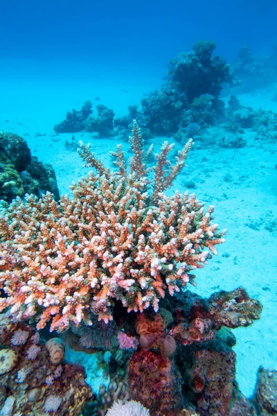 Récif Corallien Pittoresque Fond Mer Tropicale Grand Corail Table Paysage — Photo