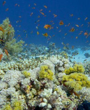Colorful, picturesque coral reef at bottom of tropical sea, soft and hard corals with Anthias fishes, underwater landscape
