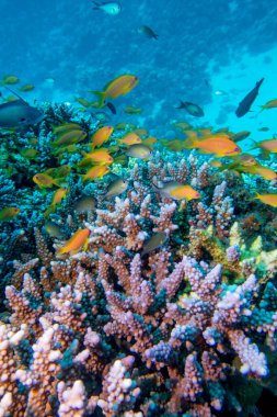 Coral reef with Acropora coral (Scleractinia) and fishes Anthias at sandy bottom of tropical sea, underwater lanscape