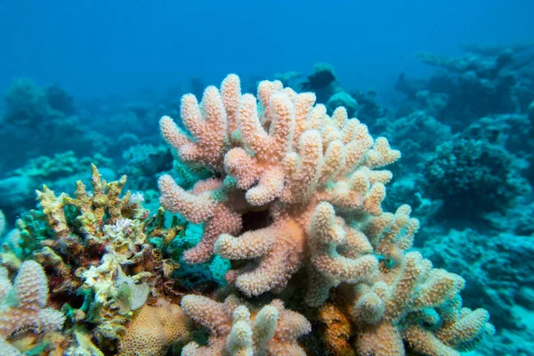 Colorful Picturesque Coral Reef Bottom Tropical Sea Yellow Porites Porites — Fotografia de Stock