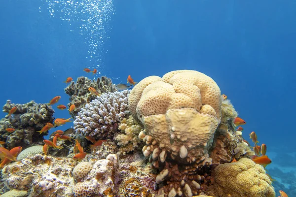 Colorful Picturesque Coral Reef Bottom Tropical Sea Different Species Hard — Photo