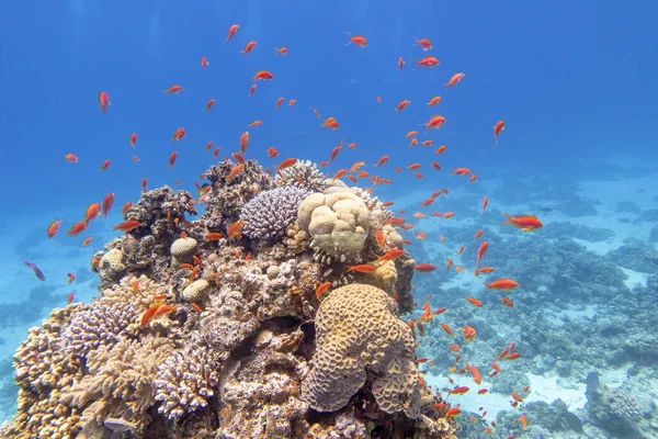 Colorful Picturesque Coral Reef Bottom Tropical Sea Different Species Hard — Stok fotoğraf