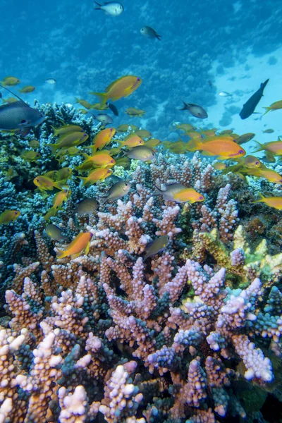 Coral Reef Acropora Coral Scleractinia Fishes Anthias Sandy Bottom Tropical — Stockfoto