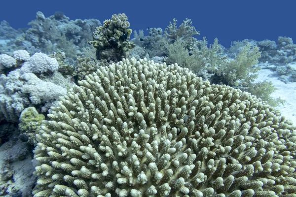 Coral Reef Great Acropora Coral Scleractinia Bottom Tropical Sea Underwater — ストック写真