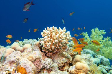 Tropikal denizin dibindeki renkli mercan resifleri, Anthias balıklarıyla yumuşak ve sert mercanlar, sualtı manzaraları.