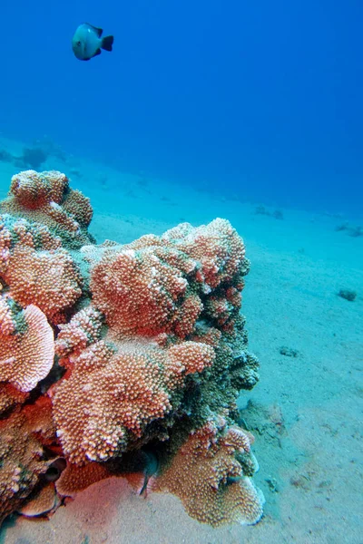 Colorful Picturesque Coral Reef Bottom Tropical Sea Hard Corals Dascylus — Stock Photo, Image