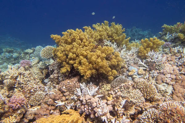 Colorful Picturesque Coral Reef Bottom Tropical Sea Yellow Broccoli Coral — Stock Photo, Image