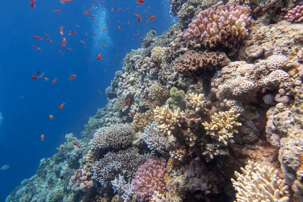 Colorful, picturesque coral reef at the bottom of tropical sea, different species of hard corals and fishes Anthias, underwater landscape