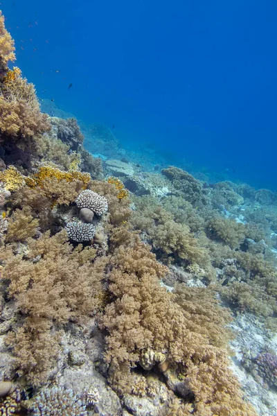 熱帯の海の底にあるカラフルなサンゴ礁 硬くて柔らかいサンゴ 水中の風景 — ストック写真