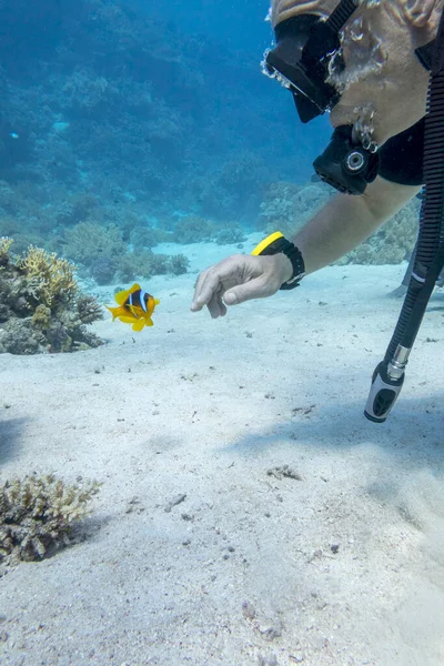 Pojedynczy Płetwonurk Nad Barwną Rafą Koralową Anemonefish Podwodny Krajobraz — Zdjęcie stockowe