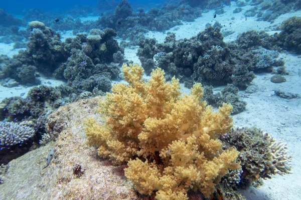 Barevný Malebný Korálový Útes Dně Tropického Moře Žlutý Brokolicový Korál — Stock fotografie