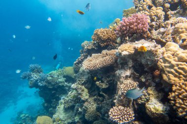 Colorful, picturesque coral reef at bottom of tropical sea, hard corals and air bubbles in the water, underwater landscape