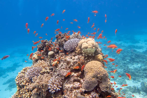 Colorful Picturesque Coral Reef Bottom Tropical Sea Hard Corals Exotic — Fotografia de Stock