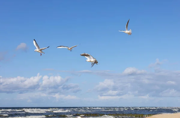 Seagulls Flying Water Baltic Sea Background Blue Sky Miedzyzdroje Poland — Stock Photo, Image